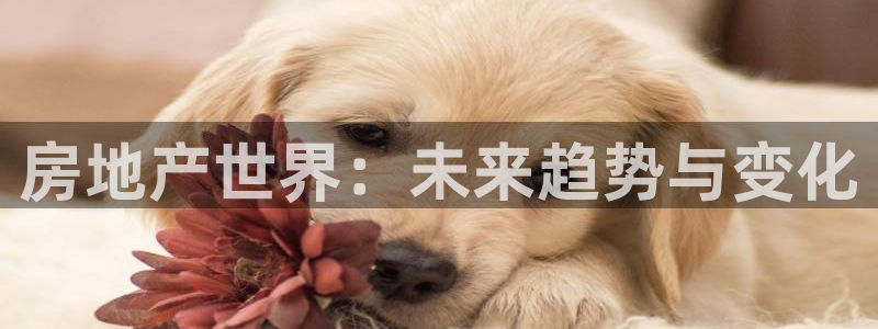 新宝股东王听2 5 5：房地产世界：未来趋势与变化