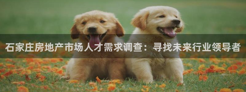 新宝5登录地址：石家庄房地产市场人才需求调查：寻找未来行业领