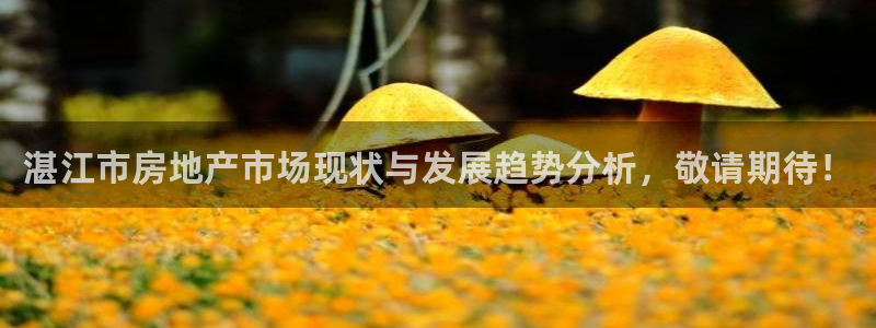 新宝5平台霸：湛江市房地产市场现状与发展趋势分析，敬请期待！