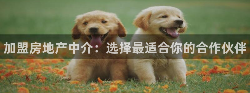 新宝5系列：加盟房地产中介：选择最适合你的合作伙伴